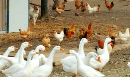 八鹅吃瓜菌娱乐圈